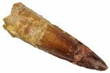 Fossil Spinosaurus Tooth - Real Dinosaur Tooth #273784-1